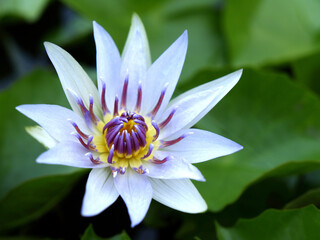 purity white lotus flower or water lily with purple and yellow pollen