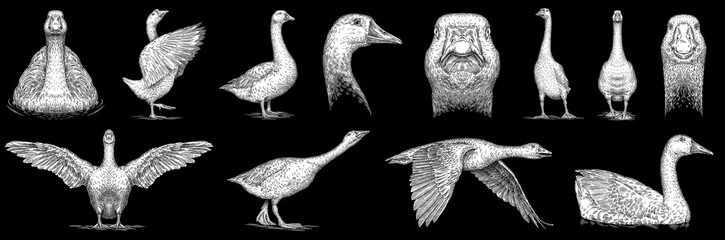 Vintage engraving isolated duck set illustration goose ink sketch. Farm bird background silhouette geese art. Black and white hand drawn image © Turaev