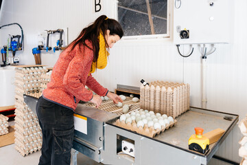 Woman picking raw eggs into crates in poultry farm