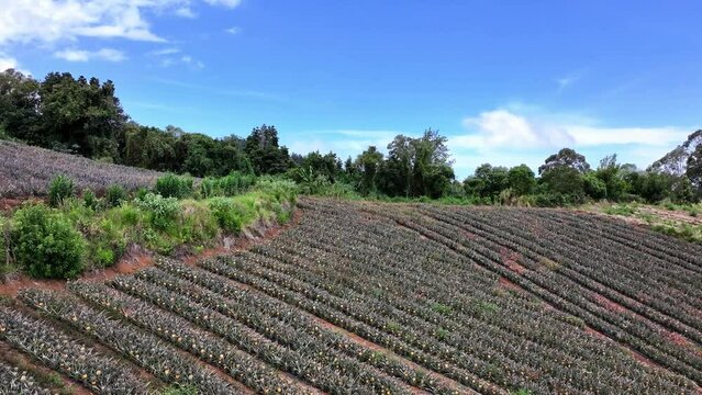 Sky view of a victoria pineapple field in Le Tampon on Reunion Island