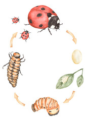 Ladybug Life Cycle Clipart, Watercolor insect Life Cycle Poster, beetle elements, life stages homeschool card, Learning game, Kids School Educational clip art,  study card, teacher illustration - obrazy, fototapety, plakaty