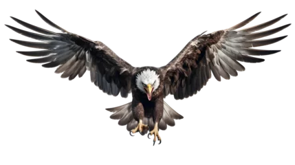 Gardinen Bald american Eagle Isolated on White Background, Adult Flying Eagle Isolated on White Background © petrrgoskov