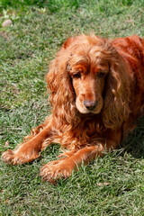 English Cocker Spaniel
