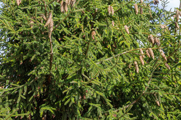 Spruce branches with cones in sunny day