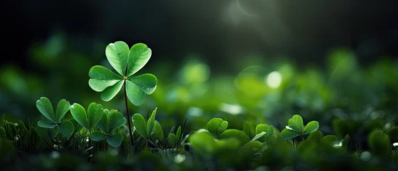 Foto op Plexiglas Green clover leaf isolated on blur background. with leaved shamrocks. St. Patrick's day holiday symbol. Lucky green clover and nature background  © Planetz