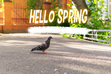 Hello, Spring pigeon bird walking around the city in spring