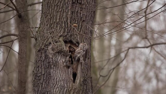 Tawny owl is sitting on its nest. Brown owl in winter forest. Calm strix aluco is looking around in the wood.