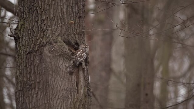 Tawny owl is sitting on its nest. Brown owl in winter forest. Calm strix aluco is looking around in the wood.