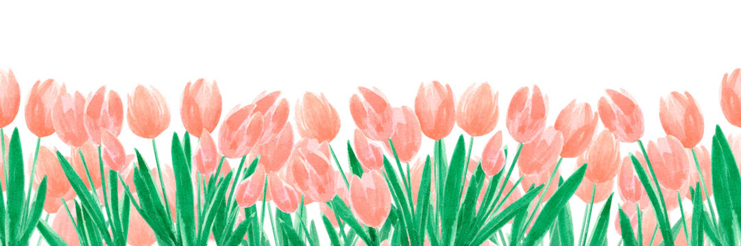 Hand drawn watercolor cream tulips seamless border isolated on white background. Can be used for banner, decoration and other printed products.