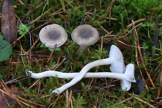 Hygrophorus pustulatus, a woodwax mushroom from Finland, no common English name