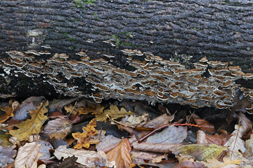 Smoky bracket fungus, Bjerkandera adusta, wild polypore from Finland
