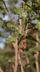 Red mulberry tree in the garden 