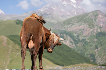 A cow in a mountainous area wags its tail and looks at the camera.