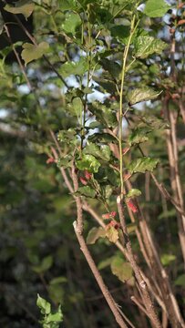 5 shots (vertical clip) Red mulberry tree in the garden