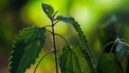 Forêt des Landes de Gascogne, avec une vue rapprochée sur différentes plantes d'un vert intense