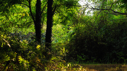 Forêt des Landes de Gascogne, avec une vue rapprochée sur différentes plantes d'un vert intense
