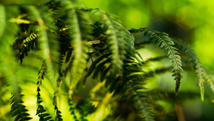 Forêt des Landes de Gascogne, avec une vue rapprochée sur différentes plantes d'un vert intense
