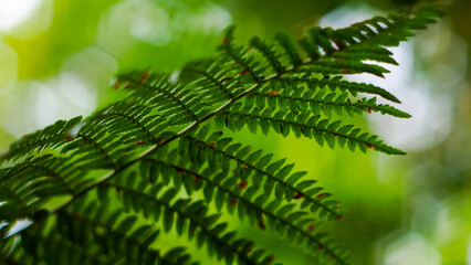 Forêt des Landes de Gascogne, avec une vue rapprochée sur différentes plantes d'un vert intense