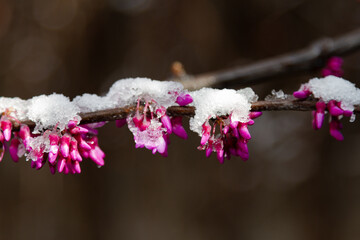 Judas tree blossoming in the snow