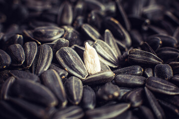 Sunflower grains for making oil, seeds for a healthy diet
