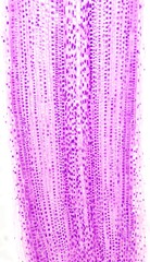 Elongation and cell division zone of Allium root cell. Monocot root histology - obrazy, fototapety, plakaty