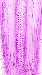 Elongation and cell division zone of Allium root cell. Monocot root histology - obrazy, fototapety, plakaty