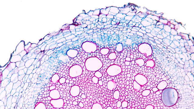 Sunflower (Helianthus sp) old root cross section. Dicot root histology for education. Selective focus image