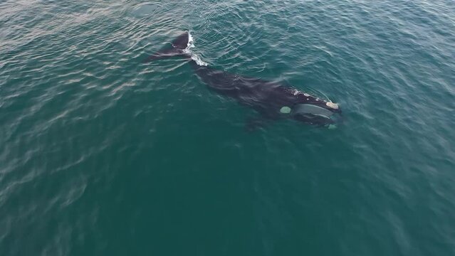 Southern right whales are feeding near the surface. Right whales around peninsula Vald&eacute;s. Rare whales in Atlantic ocean. Eubalaena australis are swimming with open mouth.