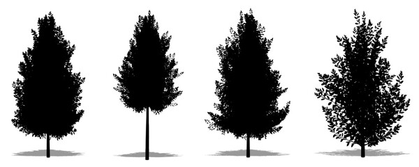 Set or collection of Eagleston Savannah Holly trees as a black silhouette on white background. Concept or conceptual vector for nature, planet, ecology and conservation, strength, endurance, beauty