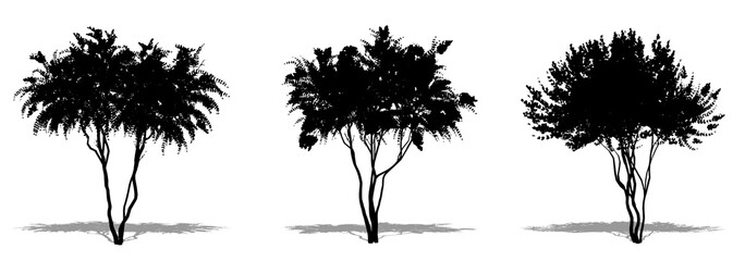 Set or collection of Crape Myrtle trees as a black silhouette on white background. Concept or conceptual vector for nature, planet, ecology and conservation, strength, endurance and  beauty