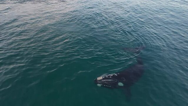Southern right whales are feeding near the surface. Right whales around peninsula Vald&eacute;s. Rare whales in Atlantic ocean. Eubalaena australis are swimming with open mouth.