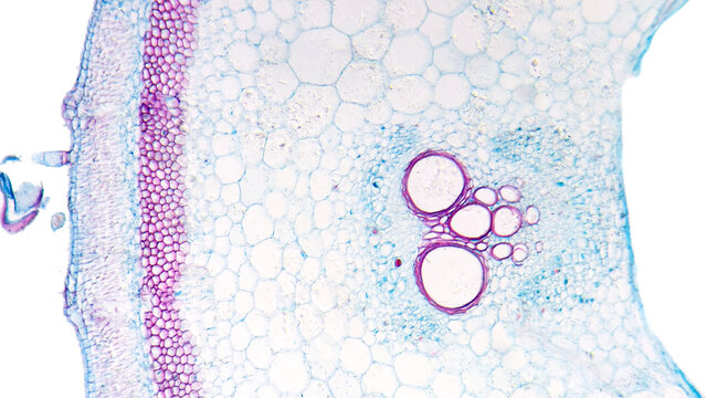 Lignin Images – Browse 1,598 Stock Photos, Vectors, and Video | Adobe Stock