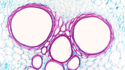 Close up photo of Cucurbita sp stem xylem tissue. Dicot stem cross section. Selective focus