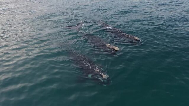 Southern right whales are feeding near the surface. Right whales around peninsula Vald&eacute;s. Rare whales in Atlantic ocean. Eubalaena australis are swimming with open mouth.