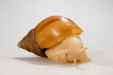 Giant African land snail // Große Achatschnecke (Lissachatina fulica / Achatina fulica)