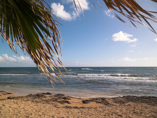 Beach and palms on Mediterranean Sea coast. Cyprus - obrazy, fototapety, plakaty