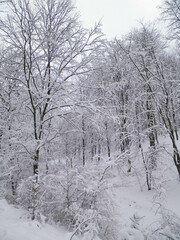 Fototapeta na wymiar Winter forest in Wiezyca, Kashubia, northern Poland