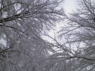 Branches covered with snow as natural background.