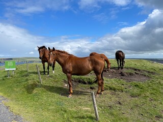 Fototapeta premium Cavalli sui prati dietro alle sogliere di Kilkee lungo la Kilkee Cliff Walk nella contea di Clare in Irlanda