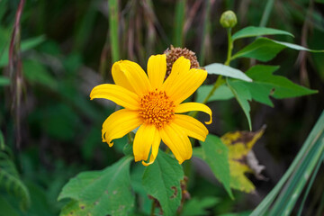 Close-up of a yellow flower