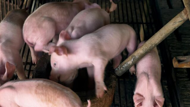 A week-old piglet cute newborn on the pig farm with other piglets, Close-up.4k video