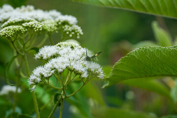 Flying honey bee collecting pollen from tree blossom