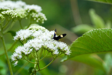 butterfly on a flower