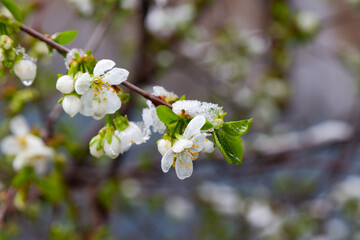 cherry flowers under the snow