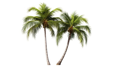 Fototapeta na wymiar Clear Detailing Palm Tree : Nature's Imprint Revealed Isolated on Transparent Background PNG.
