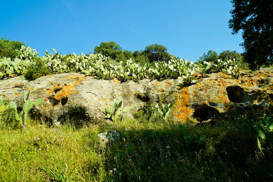 Domus de Janas della necropoli di Sas Concas , Provincia di Sassari, Sardegna, Italy