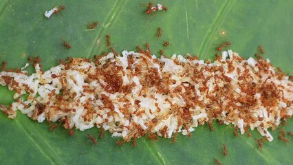 Kroto is ant eggs, a type of bird food