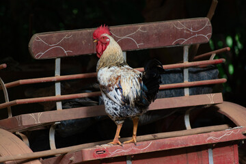 rooster in the farm