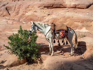 Horse, Petra historic and archaeological city carved from sandstone stone, Jordan, Middle East