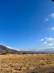 Wild animals, Ngorongoro Serengeti Tanzania 